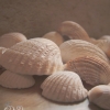 Coquillages